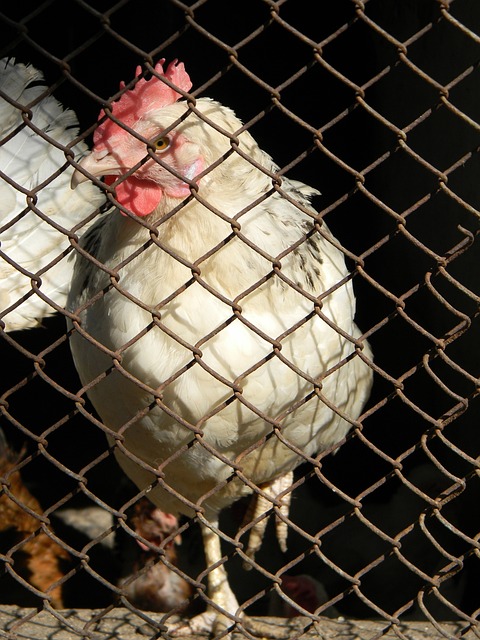 利物浦欧冠大名单：萨拉赫缺阵！范戴克领衔，维尔茨在列